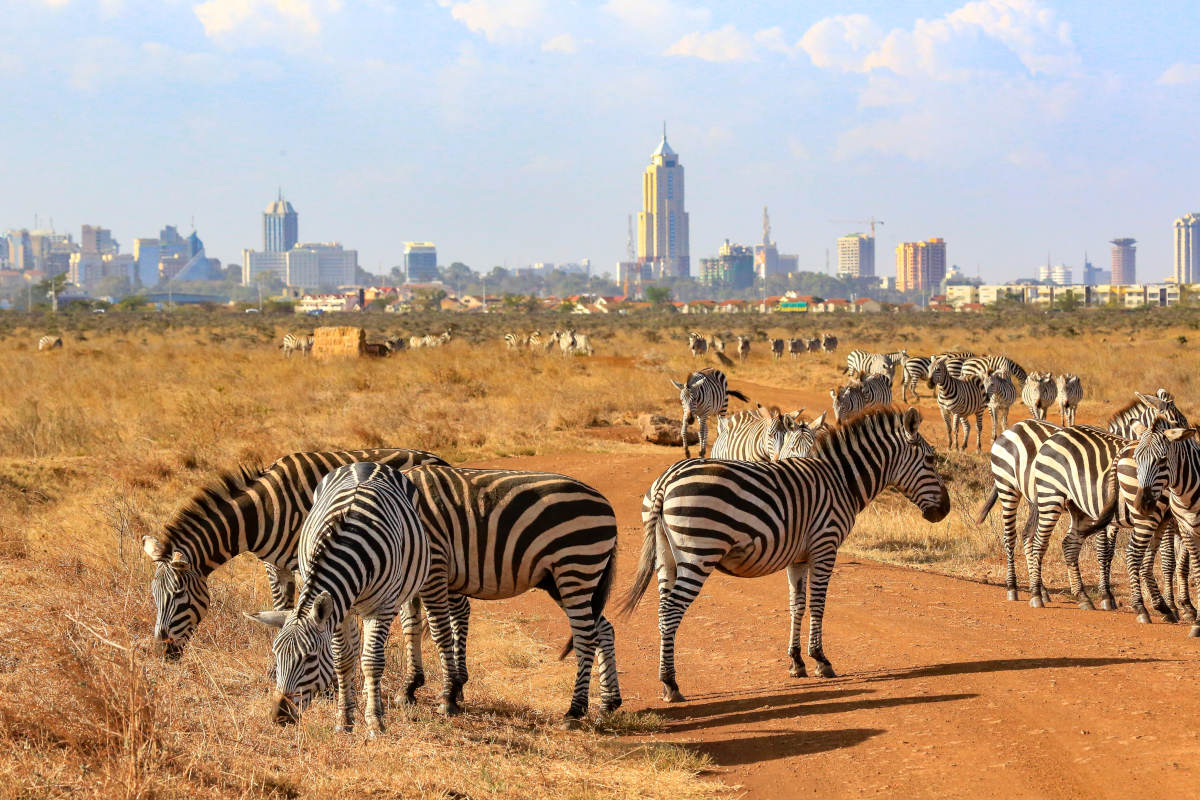 Wildebeest Migration